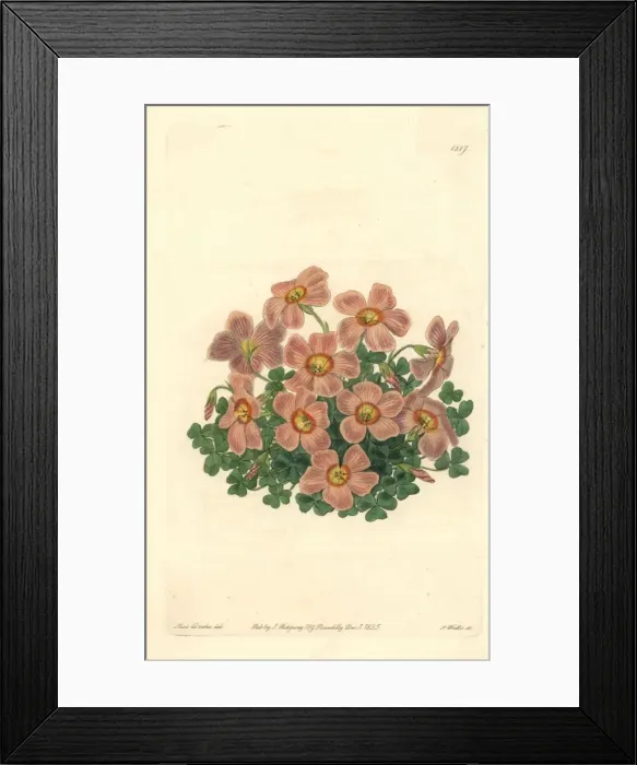 Framed Print : Piottas oxalis or woodsorrel, Oxalis piottae Framed Print : Piottas oxalis or woodsorrel, Oxalis piottae