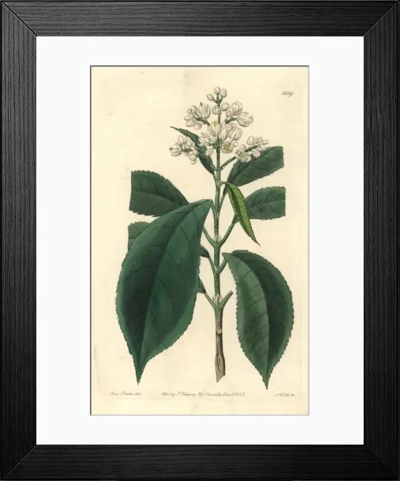 Framed Print : Fine-tooth palebloom, Turpinia arguta Framed Print : Fine-tooth palebloom, Turpinia arguta
