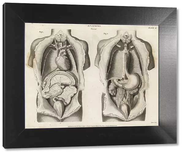Anatomy of human internal organs