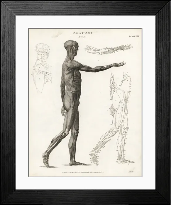 Framed Print : Anatomy of human musculature Framed Print : Anatomy of human musculature