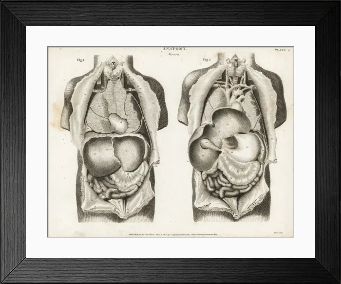 Framed Print : Anatomy of human internal organs Framed Print : Anatomy of human internal organs