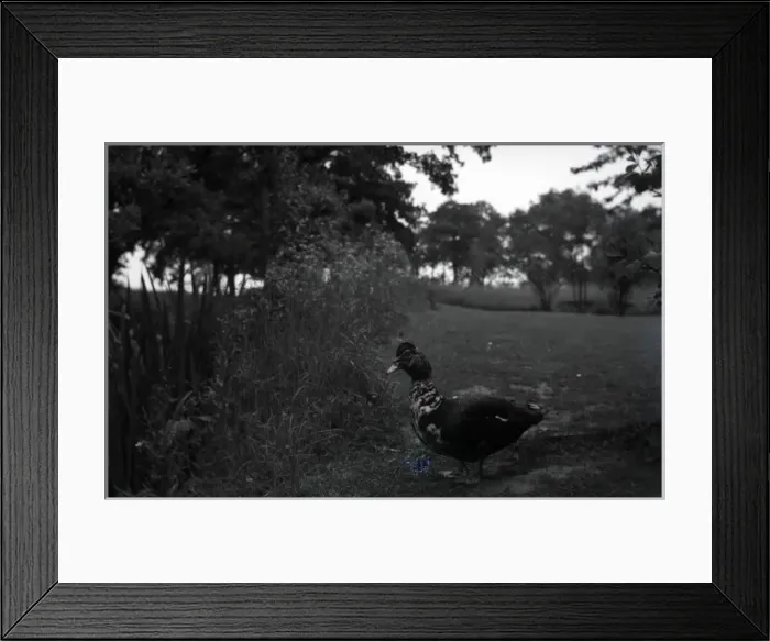 Framed Print : Muscovy Duck, Sissinghurst, Kent Framed Print : Muscovy Duck, Sissinghurst, Kent