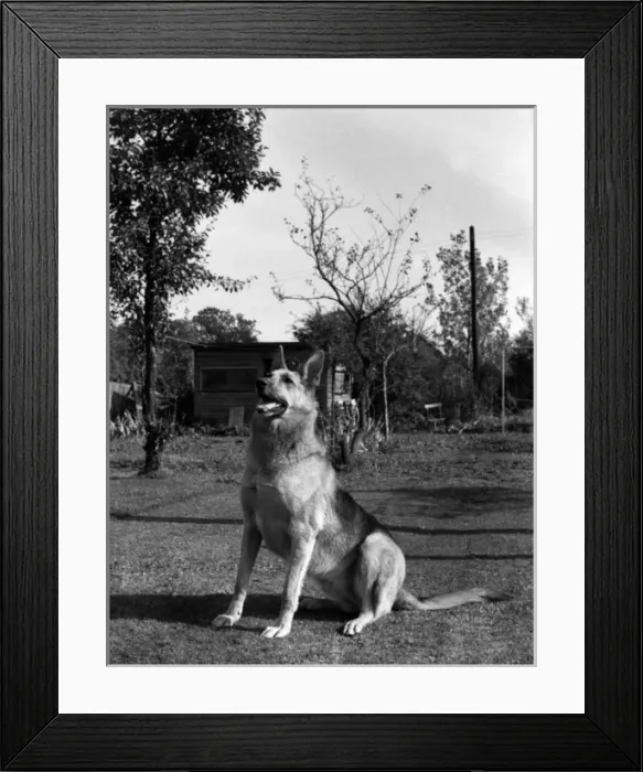 Framed Print : German Shepherd Dog, Hullbridge, Essex Framed Print : German Shepherd Dog, Hullbridge, Essex