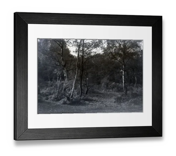 Framed Print : Silver Birch - Halcyon Caravan Park, Hullbridge, Essex Framed Print : Silver Birch - Halcyon Caravan Park, Hullbridge, Essex