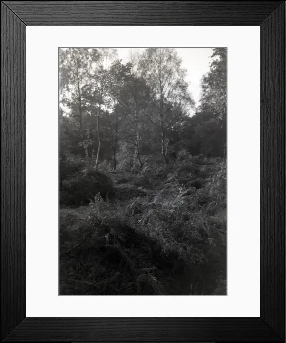 Framed Print : Silver Birch Woodland, Hullbridge, Essex Framed Print : Silver Birch Woodland, Hullbridge, Essex