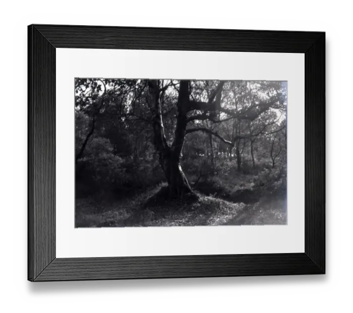 Framed Print : Silver Birch Woodland, Hullbridge, Essex