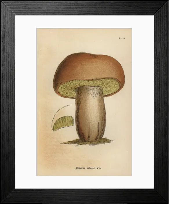 Framed Print : Edible boletus, Boletus edulis Framed Print : Edible boletus, Boletus edulis