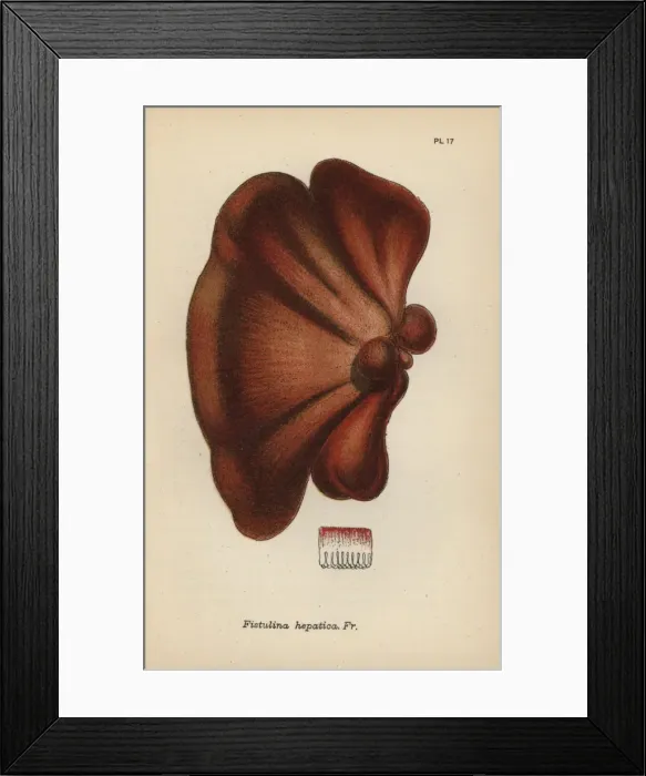 Framed Print : Oak tongue, Fistulina hepatica