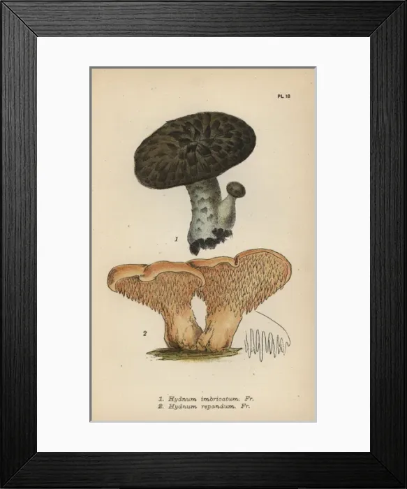 Framed Print : Imbricated steccherino, Hydnum imbricatum 1 Framed Print : Imbricated steccherino, Hydnum imbricatum 1