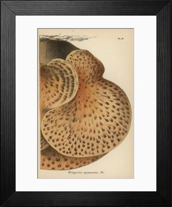 Framed Print : Scaly polypore, Polyporus squamosus