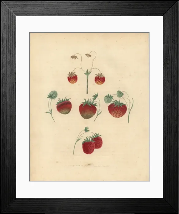 Framed Print : Strawberry varieties