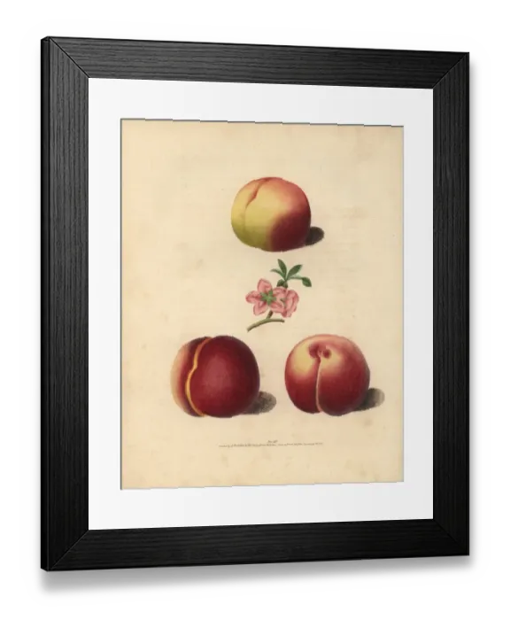 Framed Print : Peach varieties, Prunus persica Framed Print : Peach varieties, Prunus persica