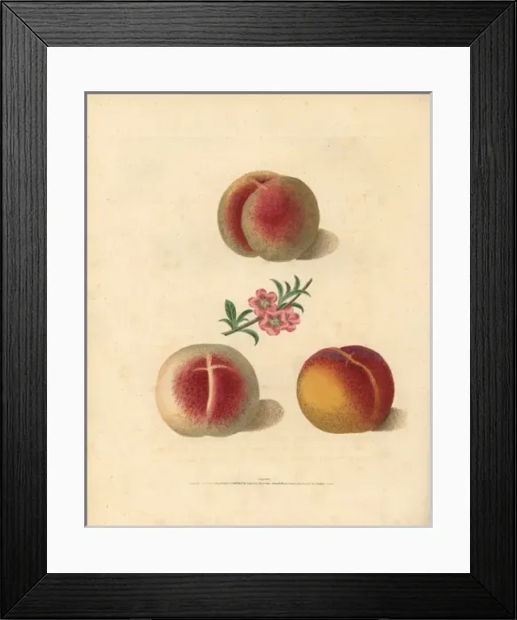Framed Print : Peach varieties, Prunus persica Framed Print : Peach varieties, Prunus persica