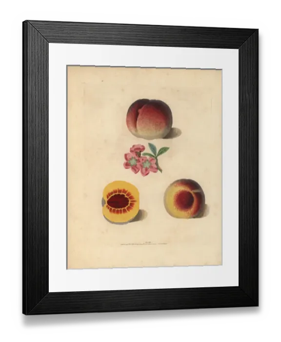 Framed Print : Peach varieties, Prunus persica Framed Print : Peach varieties, Prunus persica