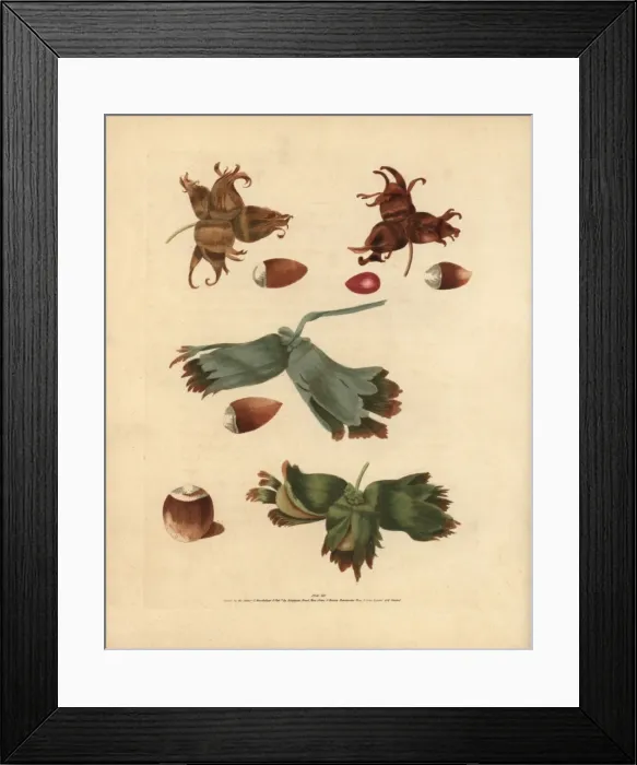 Framed Print : Filbert varieties, Corylus avellana Framed Print : Filbert varieties, Corylus avellana