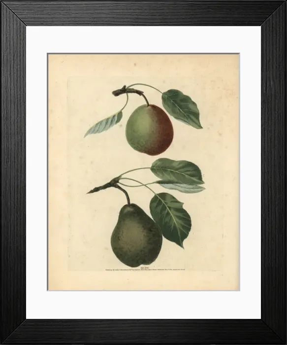 Framed Print : Pear varieties, Pyrus communis Framed Print : Pear varieties, Pyrus communis