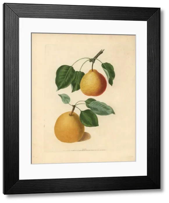Framed Print : Pear varieties, Pyrus communis Framed Print : Pear varieties, Pyrus communis