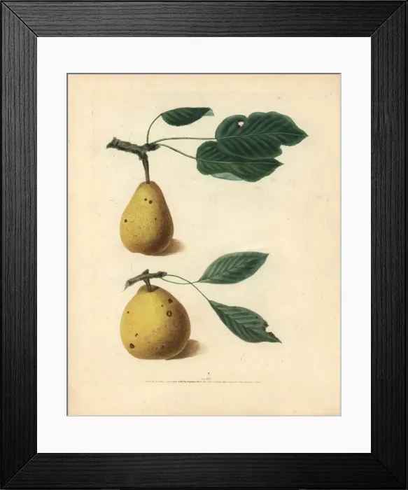 Framed Print : Pear varieties, Pyrus communis Framed Print : Pear varieties, Pyrus communis