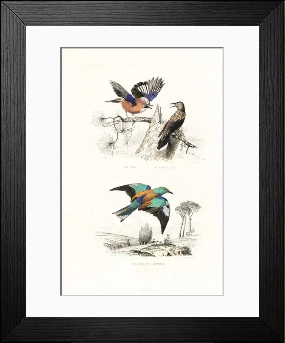 Framed Print : Jay, spotted nutcracker and roller Framed Print : Jay, spotted nutcracker and roller