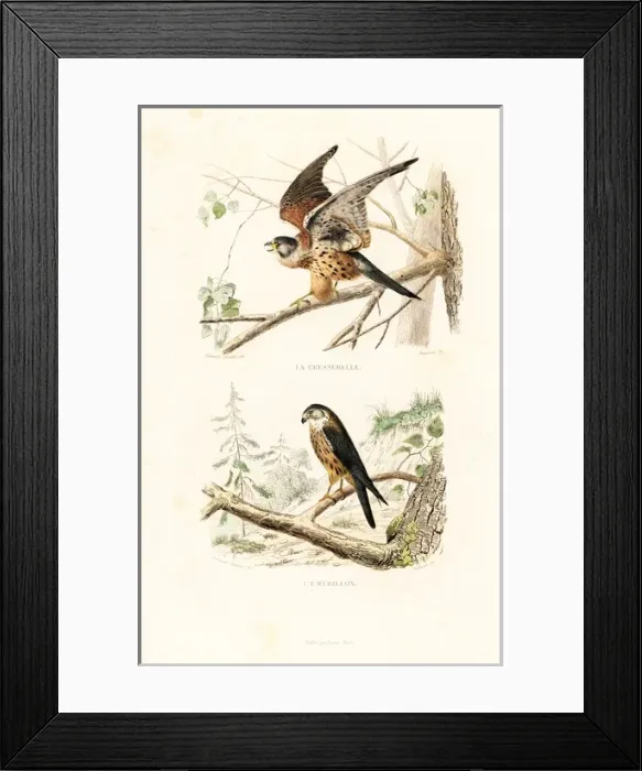 Framed Print : Kestrel and merlin Framed Print : Kestrel and merlin