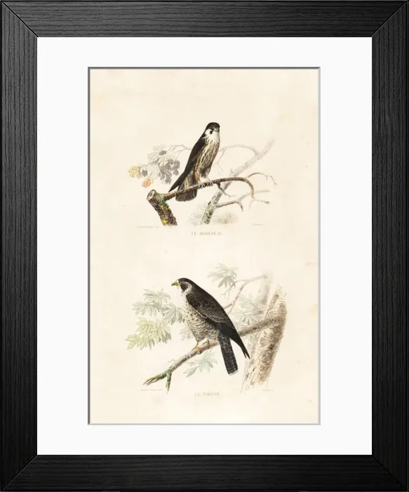 Framed Print : Hobby and falcon Framed Print : Hobby and falcon
