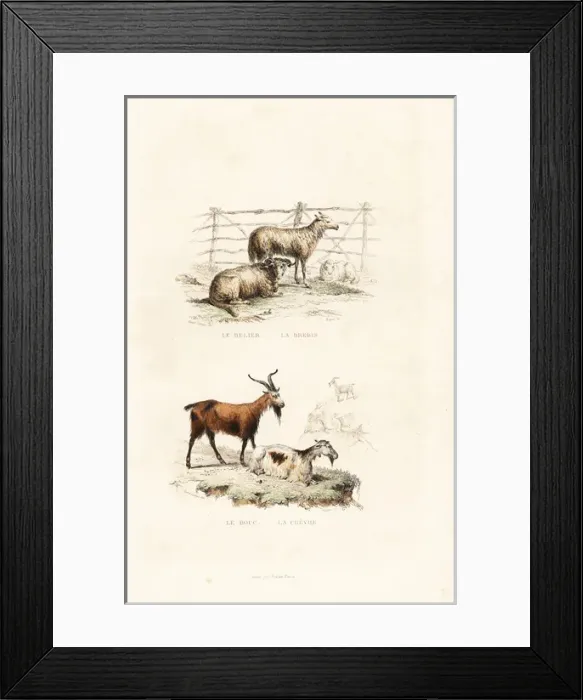 Framed Print : Sheep and goats Framed Print : Sheep and goats