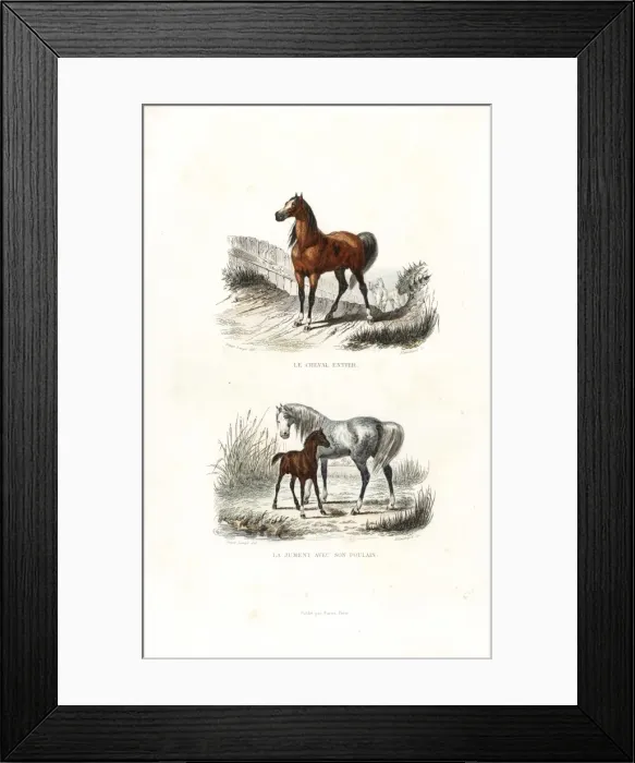 Framed Print : Stallion, mare and foal Framed Print : Stallion, mare and foal