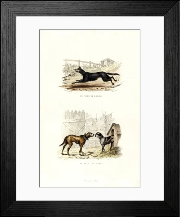 Framed Print : Sheepdog and mastiff breeds Framed Print : Sheepdog and mastiff breeds