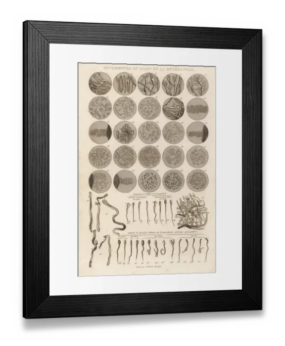 Framed Print : Spermatazoa of rabbit, dog, goat and rooster Framed Print : Spermatazoa of rabbit, dog, goat and rooster