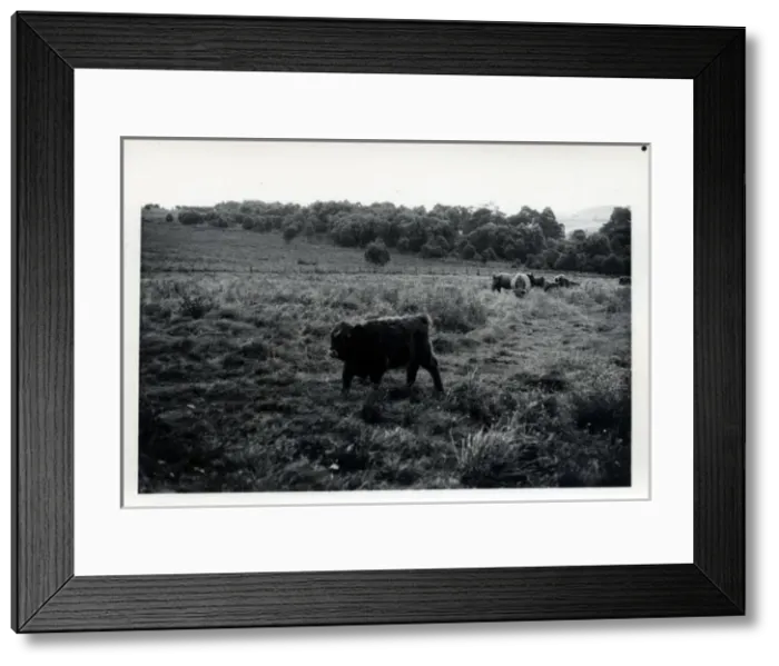 Framed Print : Cattle, Armathwaite, Cumbria Framed Print : Cattle, Armathwaite, Cumbria