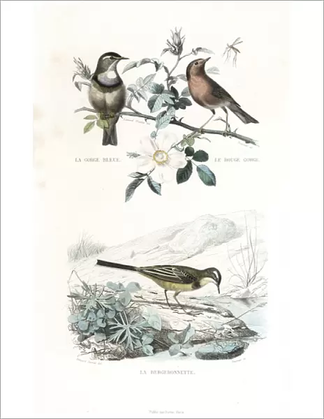 Bluethroat, robin and western yellow wagtail