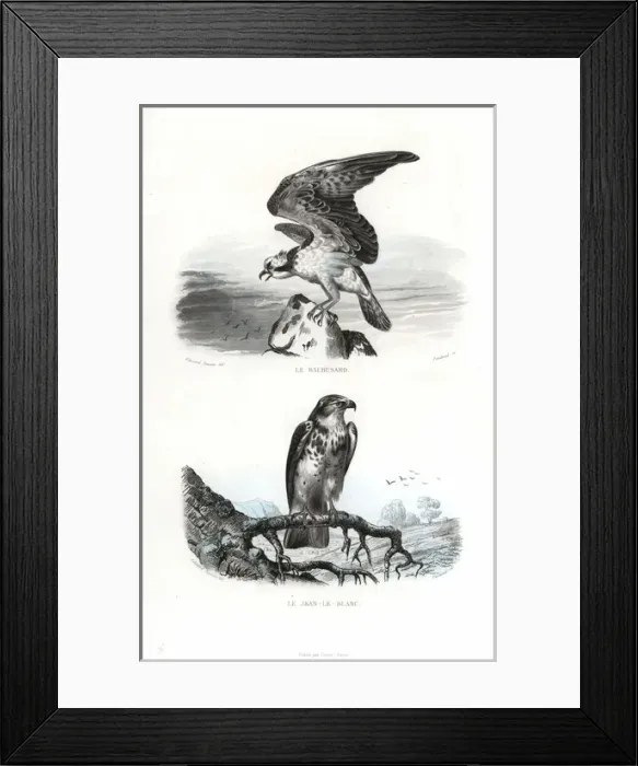 Framed Print : Osprey and short-toed snake eagle Framed Print : Osprey and short-toed snake eagle