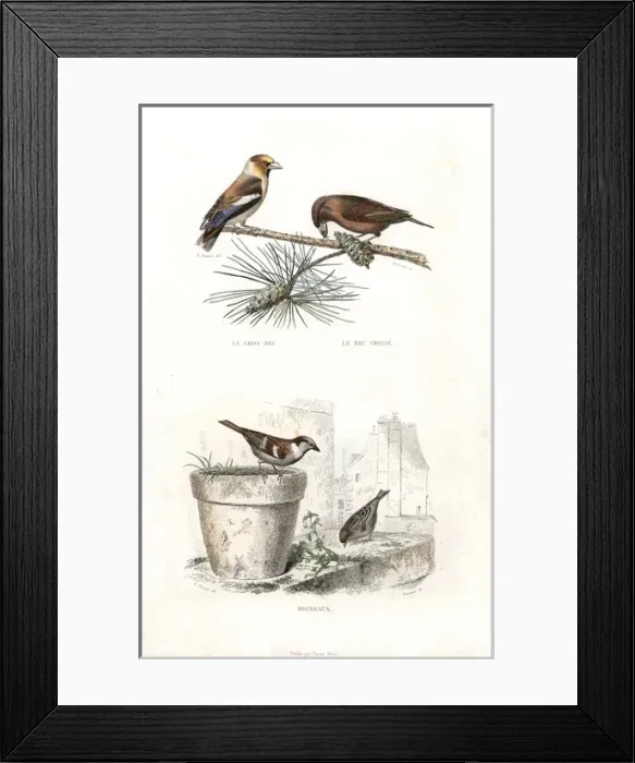 Framed Print : Hawfinch, red crossbill and house sparrow