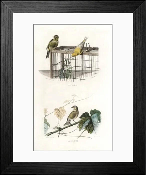Framed Print : Canary and linnet Framed Print : Canary and linnet