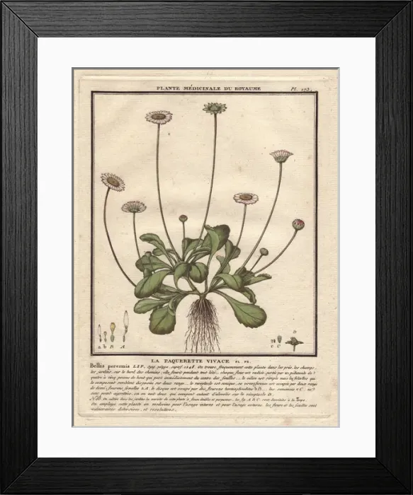 Framed Print : Common daisy, Bellis perennis Framed Print : Common daisy, Bellis perennis