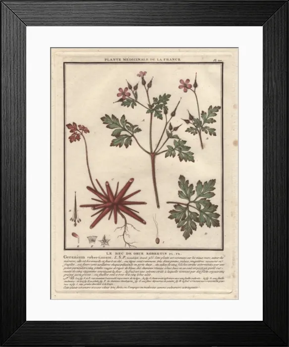 Framed Print : Herb Robert, Geranium robertianum Framed Print : Herb Robert, Geranium robertianum
