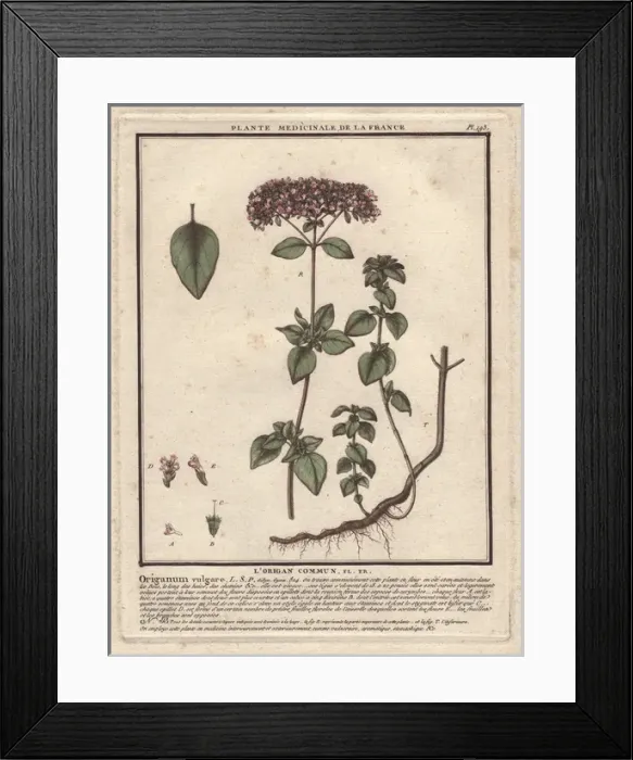 Framed Print : Oregano, Origanum vulgare Framed Print : Oregano, Origanum vulgare