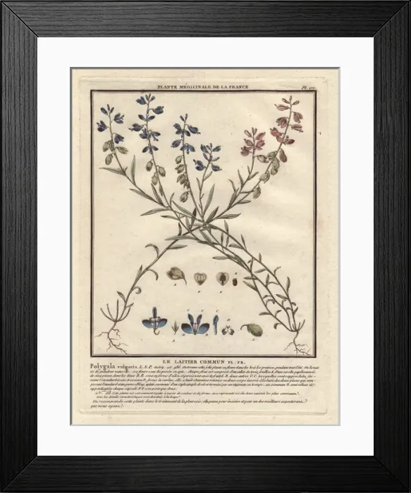 Framed Print : Common milkwort, Polygala vulgaris Framed Print : Common milkwort, Polygala vulgaris