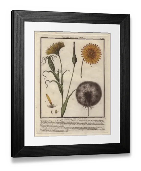 Framed Print : Meadow Salsify, Tragopogon pratensis Framed Print : Meadow Salsify, Tragopogon pratensis
