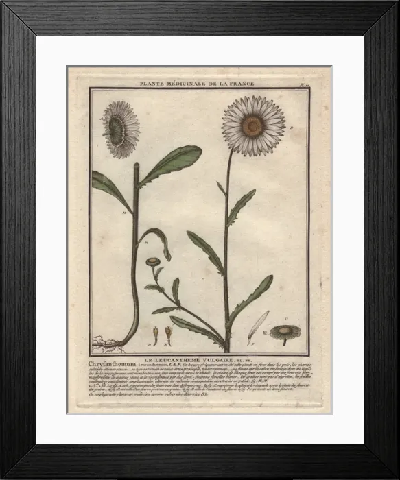 Framed Print : Oxeye daisy, Chrysanthemum leucanthemum Framed Print : Oxeye daisy, Chrysanthemum leucanthemum
