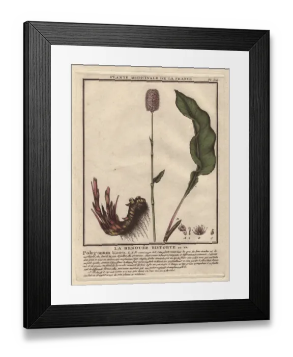 Framed Print : Bistort, Persicaria bistorta Framed Print : Bistort, Persicaria bistorta