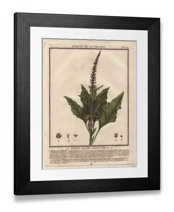 Framed Print : Good King Henry, Chenopodium bonus-henricus Framed Print : Good King Henry, Chenopodium bonus-henricus
