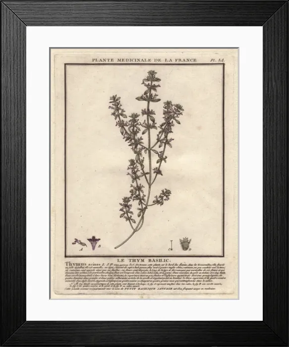 Framed Print : Basil thyme or wild basil, Acinos arvensis Framed Print : Basil thyme or wild basil, Acinos arvensis