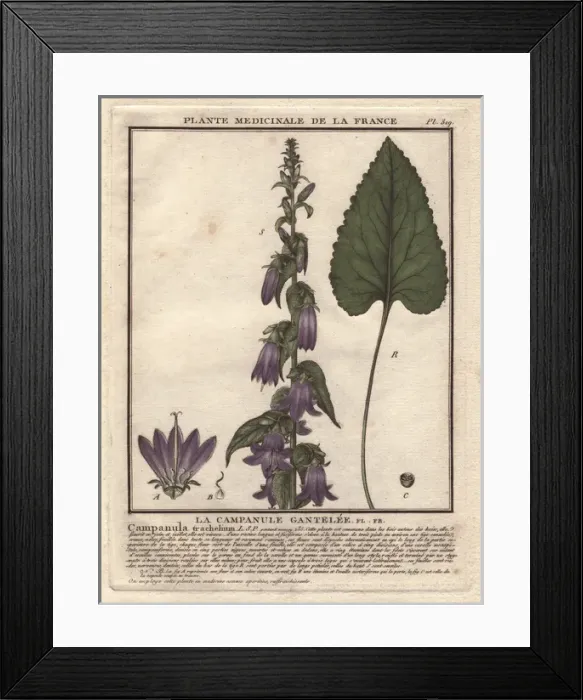 Framed Print : Nettle-leaved bellflower, Campanula trachelium Framed Print : Nettle-leaved bellflower, Campanula trachelium