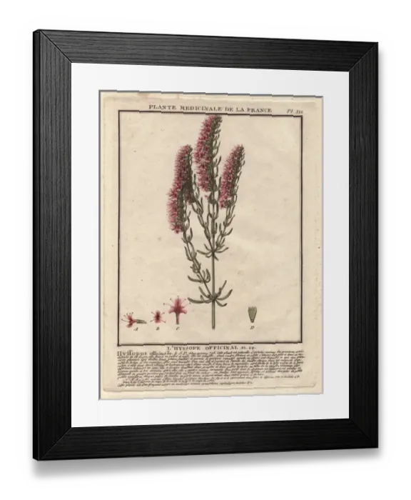 Framed Print : Herb Hyssop, Hyssopus officinalis Framed Print : Herb Hyssop, Hyssopus officinalis