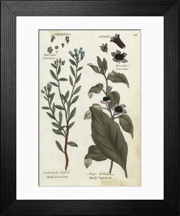 Framed Print : Marsh rosemary and deadly nightshade Framed Print : Marsh rosemary and deadly nightshade