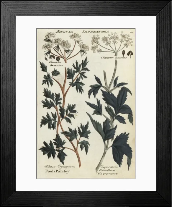 Framed Print : Fools parsley and masterwort Framed Print : Fools parsley and masterwort
