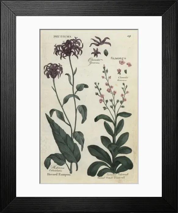 Framed Print : Horned rampion and round water pimpinel Framed Print : Horned rampion and round water pimpinel