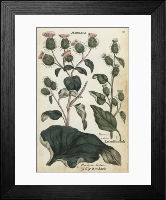 Framed Print : Woolly burdock and lesser burdock Framed Print : Woolly burdock and lesser burdock