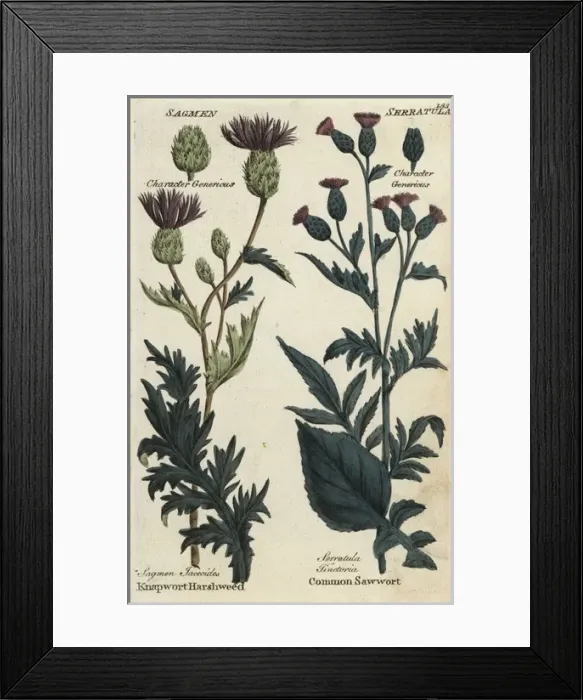 Framed Print : Knapwort harshweed and common saw-wort Framed Print : Knapwort harshweed and common saw-wort